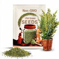 Sweet Annie Herb Seeds - Heirloom Seeds, Sweet Wormwood, Chinese Wormwood, Sagewort, Asian Seeds, Artemisia Annua, Open Pollinated, Non-GMO